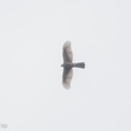 Eurasian_Sparrowhawk-171126-106ND500-FYP_0217-W.jpg