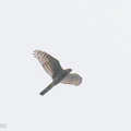 Eurasian_Sparrowhawk-241107-251MSDCF-FYP00529-W.jpg