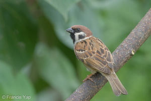Eurasian Tree Sparrow-170218-109EOS1D-F1X28616-W.jpg