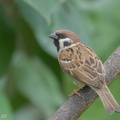 Eurasian_Tree_Sparrow-170218-109EOS1D-F1X28616-W.jpg