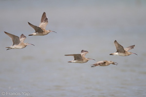 Eurasian Whimbrel-110128-106EOS7D-IMG_0953-W.jpg (4320 visits) Eurasian Whimbrel at Mandai Mudflats Eurasian Whimbrel-110128-106EOS7D-IMG_0953-W.jpg