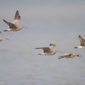 Eurasian_Whimbrel-110128-106EOS7D-IMG_0953-W.jpg