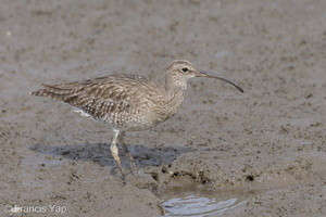 Eurasian Whimbrel-121019-102EOS1D-FY1X8237-W.jpg (4258 visits) Eurasian Whimbrel at Sungei Buloh Wetland Reserve Eurasian Whimbrel-121019-102EOS1D-FY1X8237-W.jpg