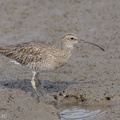 Eurasian_Whimbrel-121019-102EOS1D-FY1X8237-W.jpg