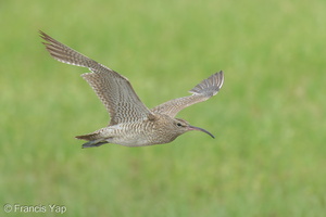 Eurasian Whimbrel-220910-153MSDCF-FYP06649-W.jpg (3747 visits) Eurasian Whimbrel at Sungei Buloh Wetland Reserve Eurasian Whimbrel-220910-153MSDCF-FYP06649-W.jpg