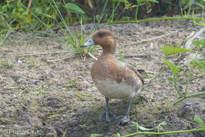 Eurasian Wigeon-181223-114ND500-FYP_5095-W.jpg