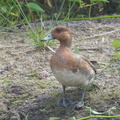 Eurasian_Wigeon-181223-114ND500-FYP_5095-W.jpg