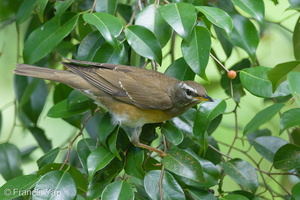 Eyebrowed Thrush-150104-119EOS1D-FY1X9084-W.jpg (4256 visits) Eyebrowed Thrush at Dairy Farm Nature Park Eyebrowed Thrush-150104-119EOS1D-FY1X9084-W.jpg