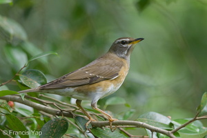 Eyebrowed Thrush-150104-119EOS1D-FY1X9107-W.jpg (1413 visits) Eyebrowed Thrush at Dairy Farm Nature Park Eyebrowed Thrush-150104-119EOS1D-FY1X9107-W.jpg