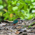 Fairy_Pitta-191108-103MSDCF-FYP02732-W.jpg
