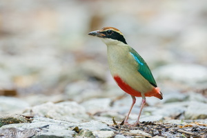 Fairy Pitta-191108-103MSDCF-FYP03337-W.jpg