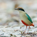 Fairy Pitta-191108-103MSDCF-FYP03337-W.jpg