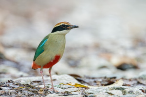 Fairy Pitta-191108-103MSDCF-FYP03566-W.jpg