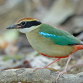 Fairy Pitta-260315-161FRYAP-FYA02186-W.jpg