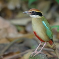 Fairy Pitta-260319-162FRYAP-FYA00879-W.jpg