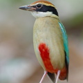 Fairy Pitta-260319-162FRYAP-FYA06674-W.jpg