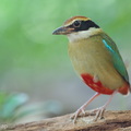 Fairy Pitta-260320-164FRYAP-FYA07194-W.jpg