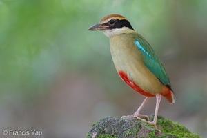 Fairy Pitta-260320-164FRYAP-FYA07982-W.jpg