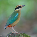Fairy Pitta-260320-164FRYAP-FYA08636-W.jpg