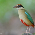 Fairy Pitta-260320-165FRYAP-FYA00112-W.jpg