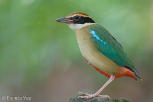 Fairy Pitta-260320-165FRYAP-FYA00891-W.jpg