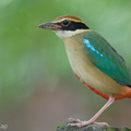 Fairy Pitta-260320-165FRYAP-FYA00891-W.jpg