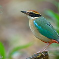 Fairy Pitta-260323-165FRYAP-FYA05018-W.jpg