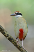 Fairy Pitta-260323-165FRYAP-FYA05503-W.jpg