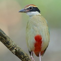 Fairy Pitta-260323-165FRYAP-FYA05503-W.jpg