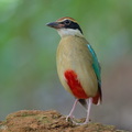 Fairy Pitta-260323-165FRYAP-FYA08246-W.jpg