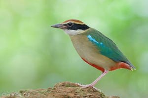 Fairy Pitta-260325-166FRYAP-FYA08835-W.jpg
