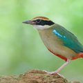 Fairy Pitta-260325-166FRYAP-FYA08835-W.jpg