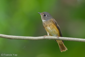Ferruginous Flycatcher-141006-118EOS1D-FY1X9455-W.jpg (4311 visits) Ferruginous Flycatcher at Bidadari Ferruginous Flycatcher-141006-118EOS1D-FY1X9455-W.jpg