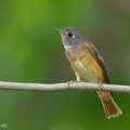 Ferruginous_Flycatcher-141006-118EOS1D-FY1X9455-W.jpg