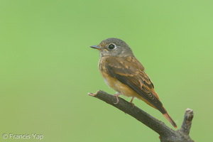 Ferruginous Flycatcher-151029-101EOS5D-FY5S4049-W.jpg (4440 visits) Ferruginous Flycatcher at Bidadari Ferruginous Flycatcher-151029-101EOS5D-FY5S4049-W.jpg