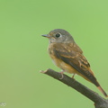 Ferruginous Flycatcher-151029-101EOS5D-FY5S4049-W.jpg