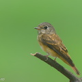 Ferruginous_Flycatcher-151029-121EOS1D-FY1X9293-W.jpg