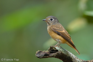 Ferruginous Flycatcher-181031-112ND500-FYP_4630-W.jpg (4548 visits) Ferruginous Flycatcher at Rifle Range Link Ferruginous Flycatcher-181031-112ND500-FYP_4630-W.jpg