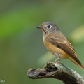 Ferruginous_Flycatcher-181031-112ND500-FYP_4630-W.jpg