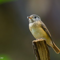 Ferruginous_Flycatcher-221016-156MSDCF-FYP05657-W.jpg