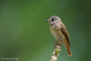 Ferruginous Flycatcher-241122-252MSDCF-FYP05735-W.jpg (1703 visits) Ferruginous Flycatcher at Singapore Botanic Gardens Ferruginous Flycatcher-241122-252MSDCF-FYP05735-W.jpg