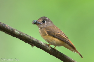Ferruginous Flycatcher-241125-252MSDCF-FYP07665-W.jpg (1704 visits) Ferruginous Flycatcher at Singapore Botanic Gardens Ferruginous Flycatcher-241125-252MSDCF-FYP07665-W.jpg
