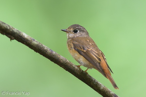 Ferruginous Flycatcher-241125-252MSDCF-FYP07894-W.jpg (1681 visits) ferruginous Flycatcher at Singapore Botanic Gardens Ferruginous Flycatcher-241125-252MSDCF-FYP07894-W.jpg