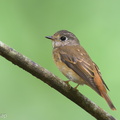 Ferruginous_Flycatcher-241125-252MSDCF-FYP07894-W.jpg