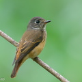Ferruginous Flycatcher-251118-133FRYAP-FYA08043-W.jpg