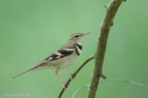 Forest Wagtail-111023-108EOS7D-IMG_7567-W.jpg (4581 visits) Forest Wagtail at Bidadari Forest Wagtail-111023-108EOS7D-IMG_7567-W.jpg