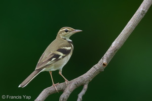 Forest Wagtail-111023-108EOS7D-IMG_7783-W.jpg (4563 visits) Forest Wagtail at Bidadari Forest Wagtail-111023-108EOS7D-IMG_7783-W.jpg