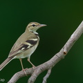 Forest_Wagtail-111023-108EOS7D-IMG_7783-W.jpg