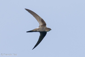 Fork-tailed Swift-210324-105MSDCF-FRY08213-W.jpg