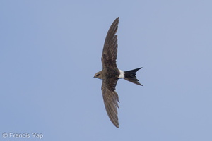 Fork-tailed Swift-211008-122MSDCF-FRY01182-W.jpg